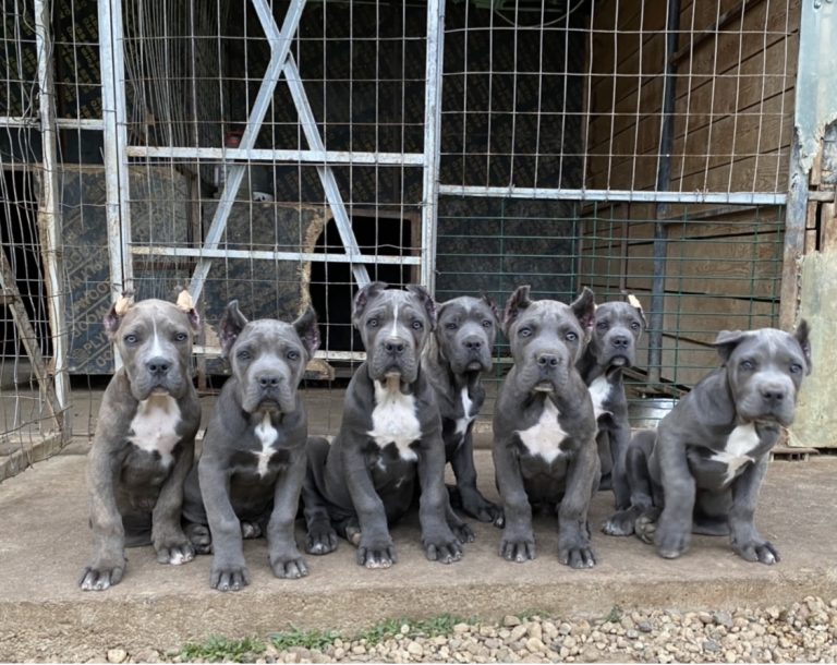 Still blue and fawn color puppies available.